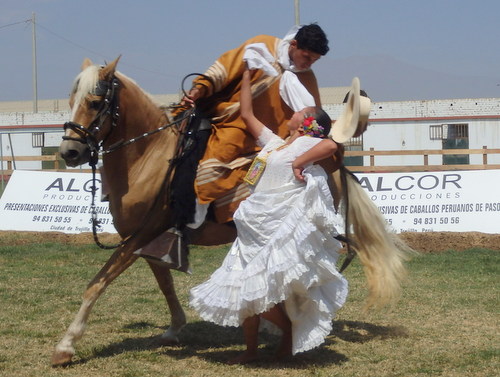 Peruvian Step Horse Show.